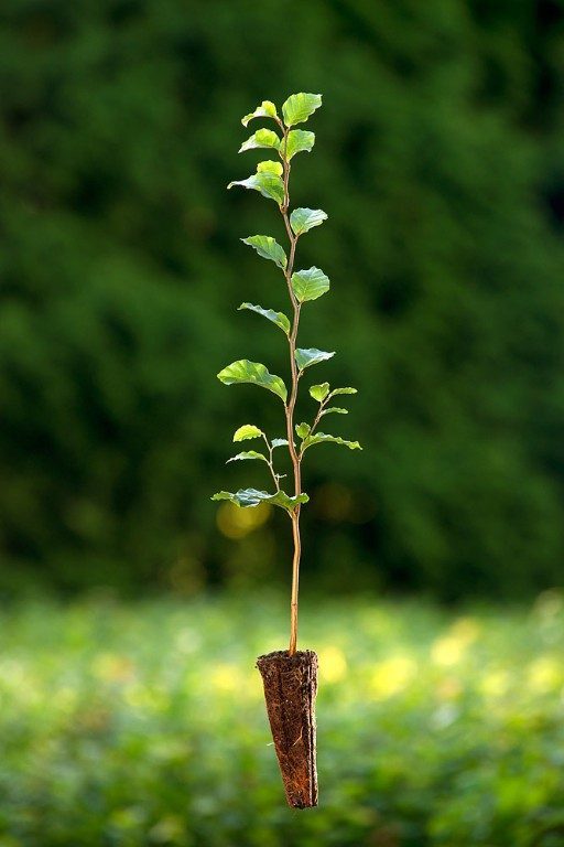Sazenice k prodeji – Buk lesní